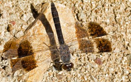 Banded Groundling dragonfly