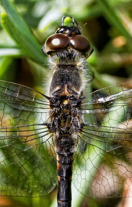Black Darter dragonfly
