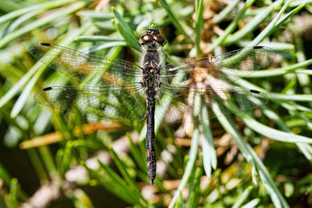 Black Darter dragonfly