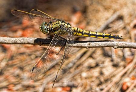 Black-tailed Skimmer dragonfly