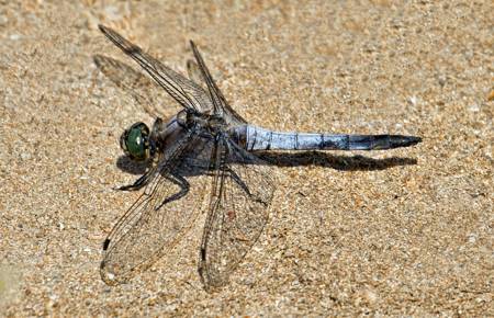 Black-tailed Skimmer dragonfly 