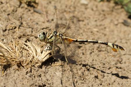 Bladetail dragonfly