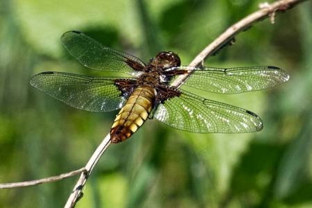 Broad-bodied Chaser dragonfly