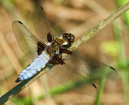 Broad-bodied Chaser dragonfly