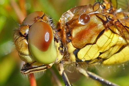 Common Darter dragonfly
