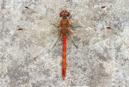 Common Darter dragonfly