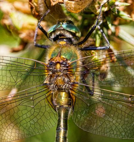 Downy Emerald dragonfly
