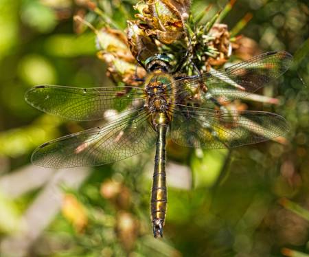 Downy Emerald dragonfly