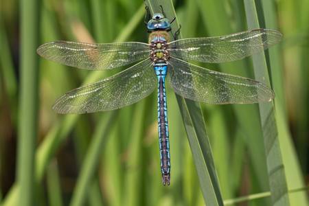 Emperor dragonfly 