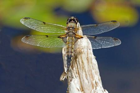 Four-spotted Chaser dragonfly