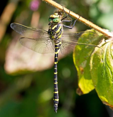 Gold Ringed dragonfly