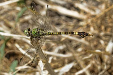 Green Hooktail dragonfly