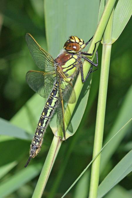 Hairy dragonfly