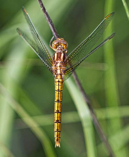 Keeled Skimmer dragonfly