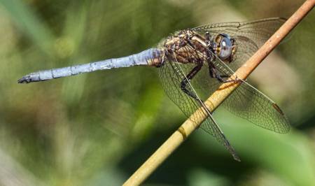 Keeled Skimmer dragonfly