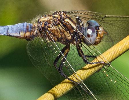 Keeled Skimmer dragonfly