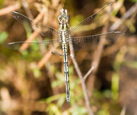 Long Skimmer dragonfly