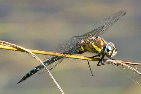 Migrant Hawker dragonfly