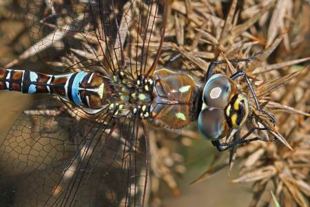 Migrant Hawker dragonfly