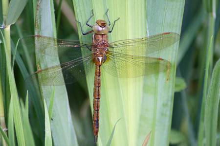 Norfolk Hawker dragonfly
