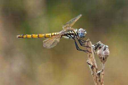 Red-veined dragonfly
