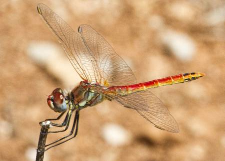 Red-veined dragonfly