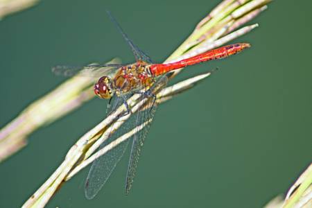 Ruddy Darter dragonfly