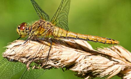 Ruddy Darter dragonfly