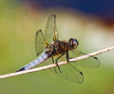 Scarce Chaser dragonfly