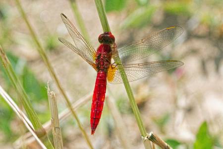 Scarlet Chaser dragonfly