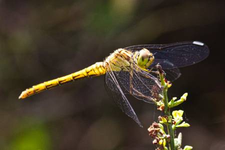 Southern Darter dragonfly