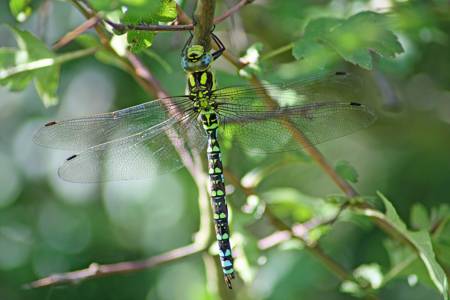 Southern Hawker dragonfly