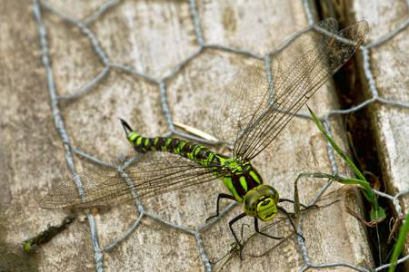 Southern Hawker dragonfly