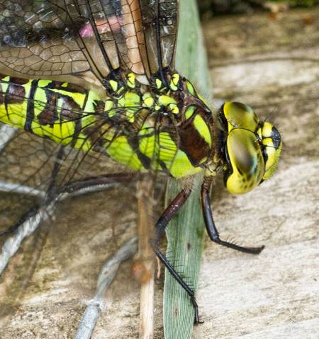 Southern Hawker dragonfly