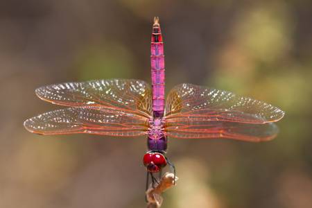 Violet Dropwing dragonfly