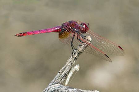Violet Dropwing dragonfly