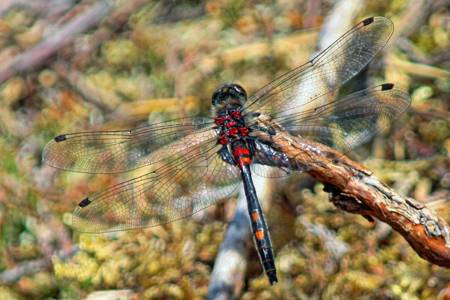 White-faced dragonfly