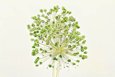 Allium