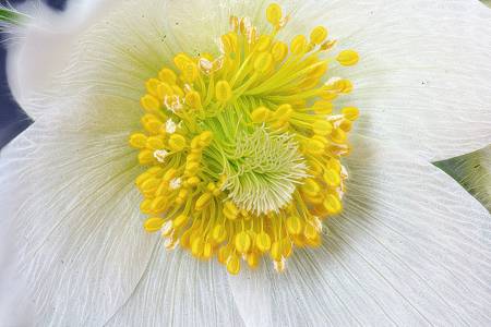 Anemone