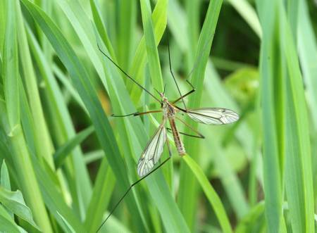 Cranefly