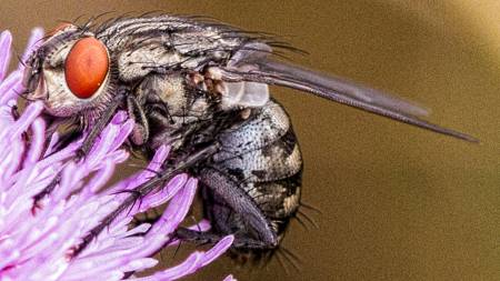 Flesh Fly