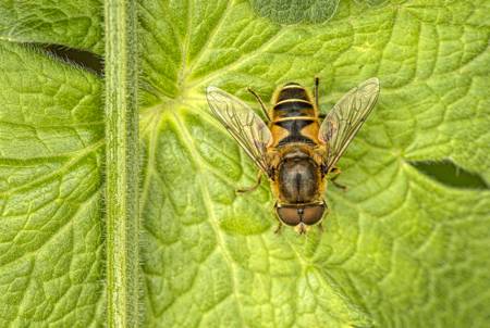 Hoverfly