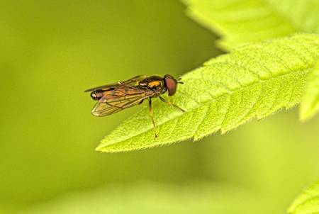 Hoverfly