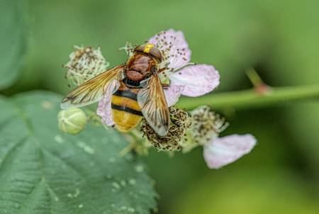 Hoverfly