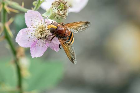 Hoverfly