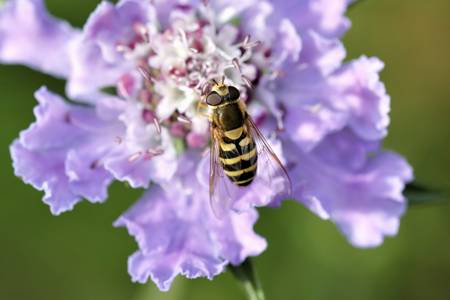 Hoverfly