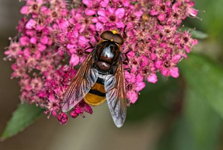 Hoverfly