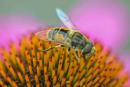 Hoverfly