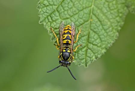 Hoverfly