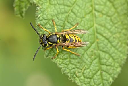 Hoverfly